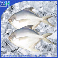 frozen white pomfret fresh fish